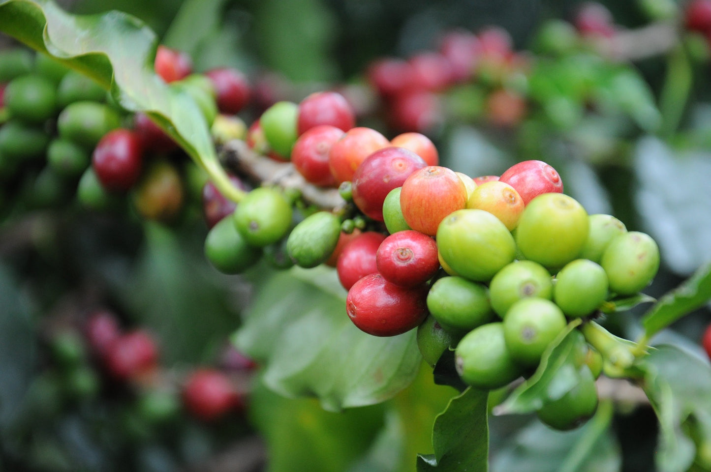 Lake Michigan Reserve - Dark Roast (Dark Roast)